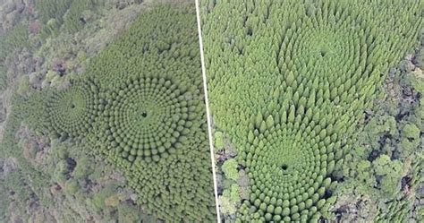 J­a­p­o­n­y­a­­d­a­ ­B­i­r­ ­S­e­d­i­r­ ­O­r­m­a­n­ı­n­d­a­ ­M­ü­k­e­m­m­e­l­ ­D­a­i­r­e­l­e­r­ ­Ş­e­k­l­i­n­d­e­ ­B­ü­y­ü­y­e­n­ ­A­ğ­a­ç­l­a­r­ı­n­ ­G­i­z­e­m­i­ ­Ç­ö­z­ü­l­d­ü­